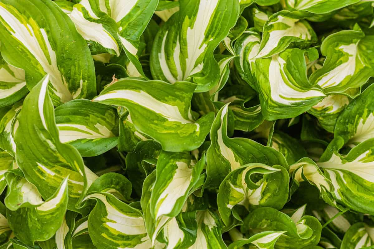 hosta is an outdoor plant that is easy to grow in the shade