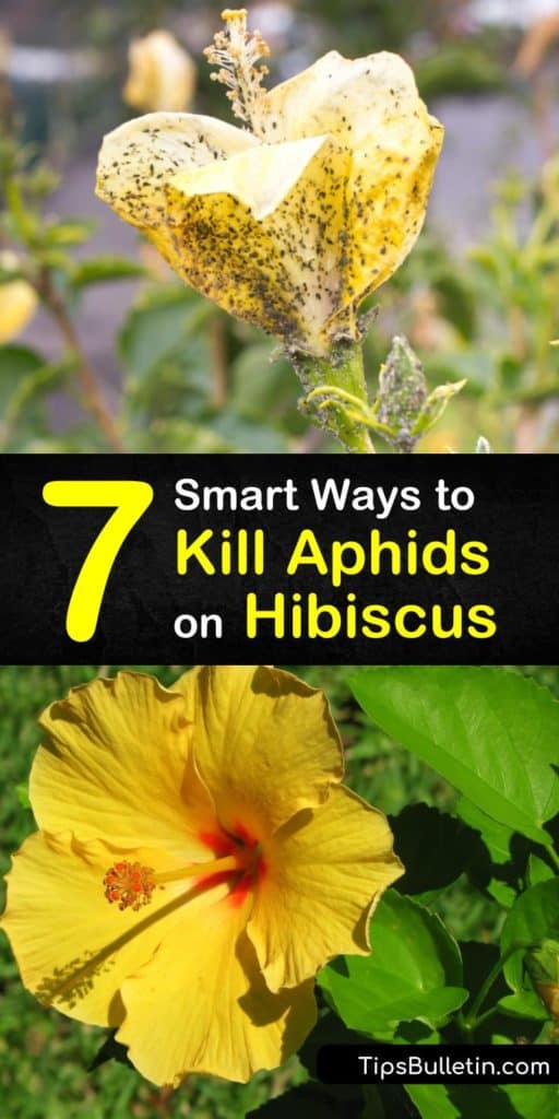 Learn how to get rid of aphids on hibiscus plants using dish soap and ladybugs. Our guide shows you the best ways to kill aphids on houseplants so you don’t have to deal with aphid honeydew on your windows. We give you pest control tips for your hibiscus. #aphids #hibiscus #pestcontrol