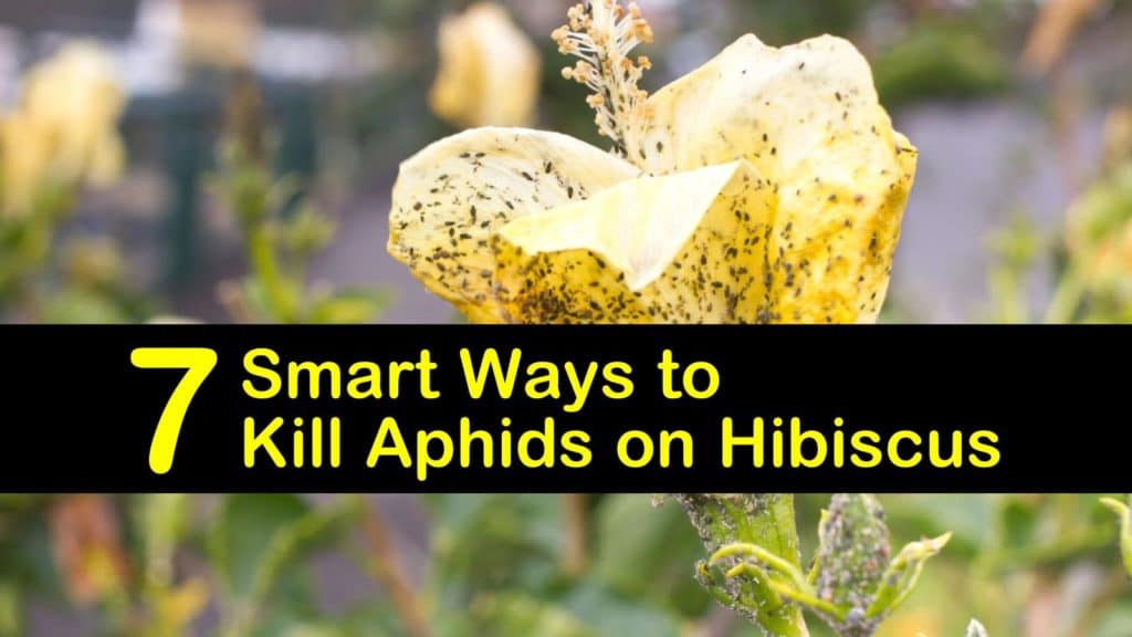 how to get rid of aphids on hibiscus titleimg1