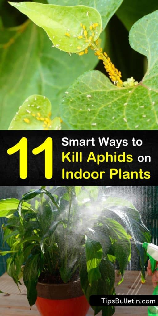 Try these recipes for how to get rid of aphids on houseplants. Use natural ingredients like neem oil and baking soda to eliminate the aphid infestation on indoor plants. These remedies also treat other common pests, such as mealybugs, whiteflies, and spider mites. #pest #control #aphids #houseplants