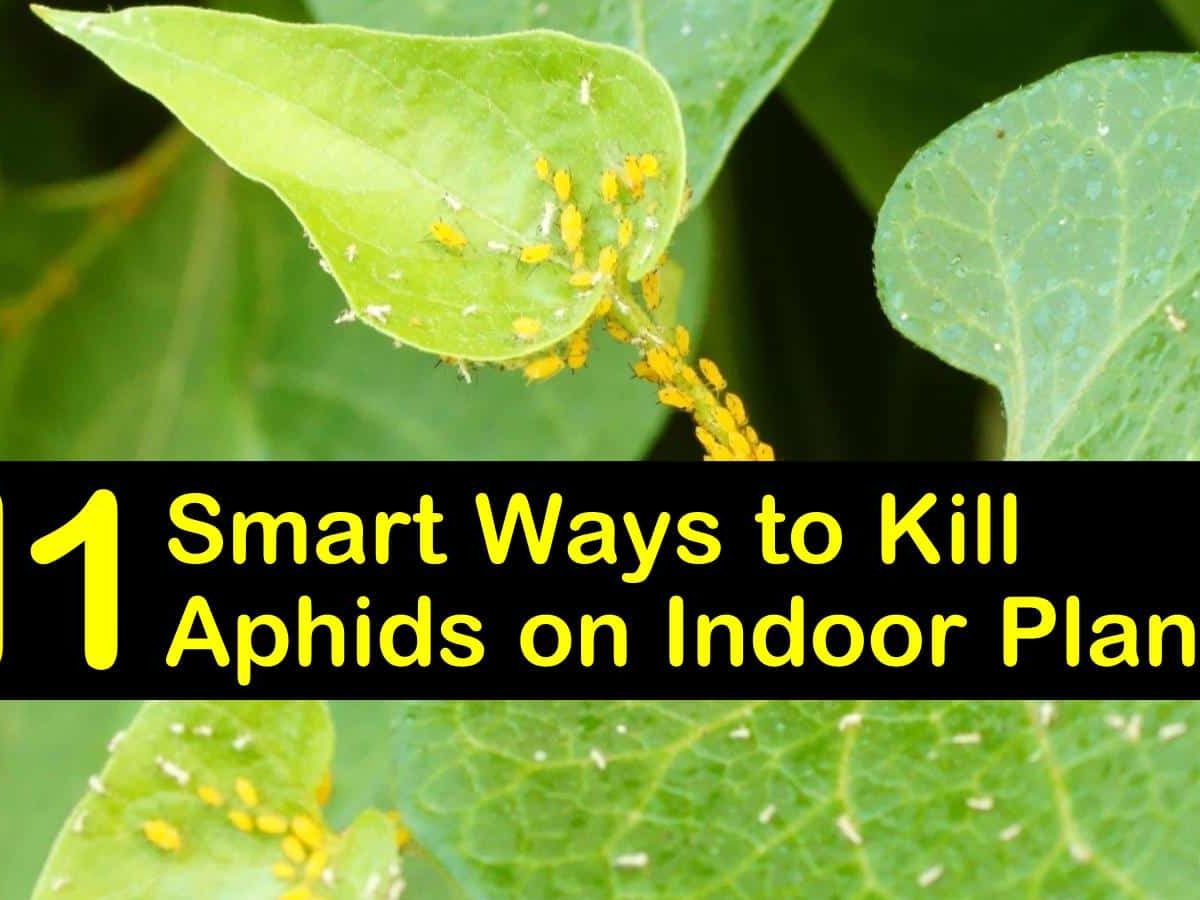 Vaporiser pour tuer les insectes des plantes d'intérieur