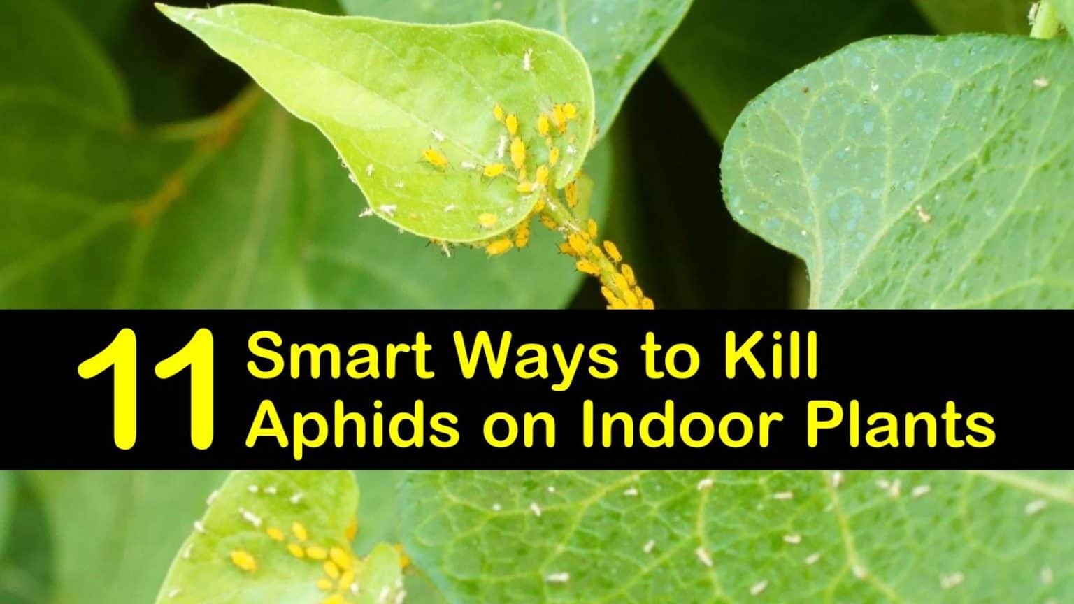 11 Smart Ways to Kill Aphids on Indoor Plants