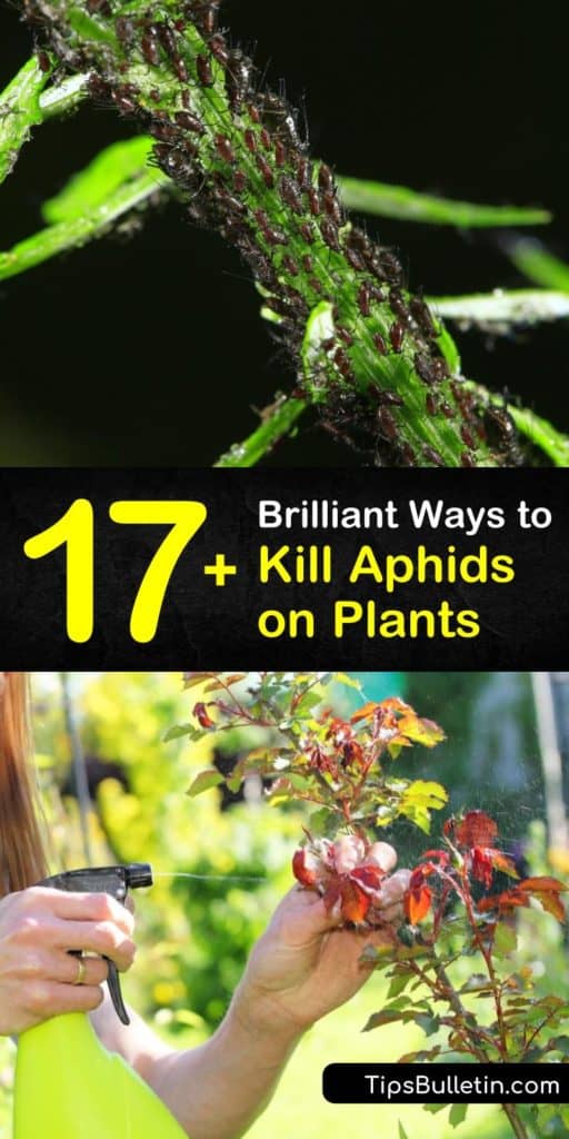 Aphid infestations create problems, including sooty mold from honeydew and unhealthy plants. To get rid of aphids, use natural predators like lacewings and other beneficial insects, dish soap in a spray bottle and neem oil to kill them and their eggs. #aphids #getridofaphids #howtokillaphids