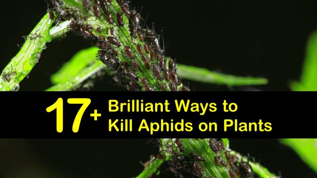 How to Get Rid of Aphids