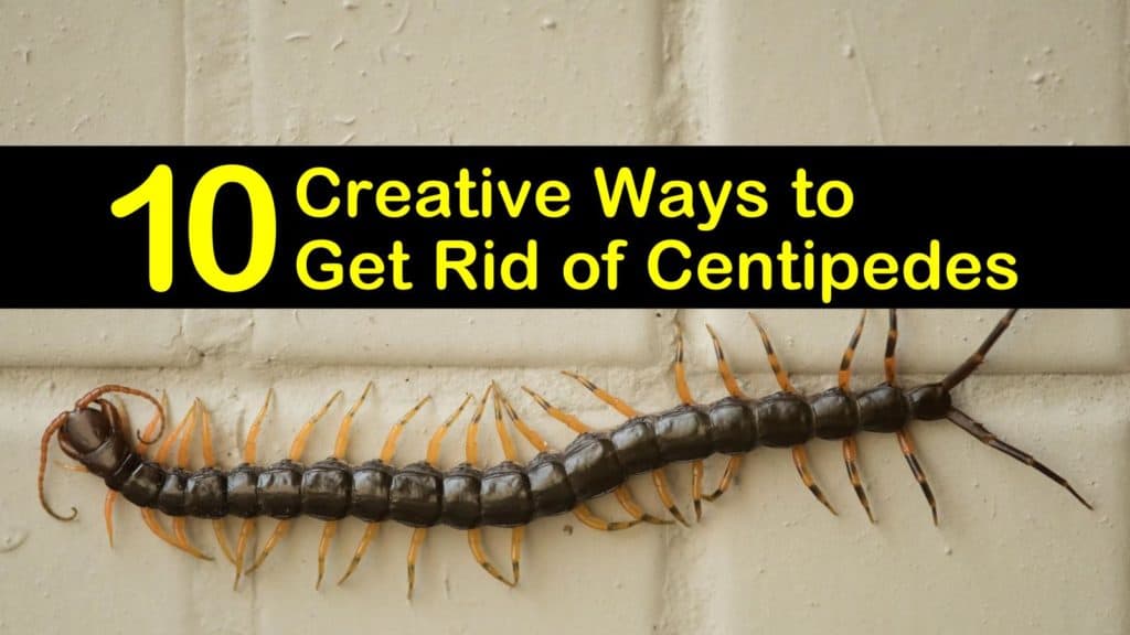 how to get rid of centipedes titleimg1