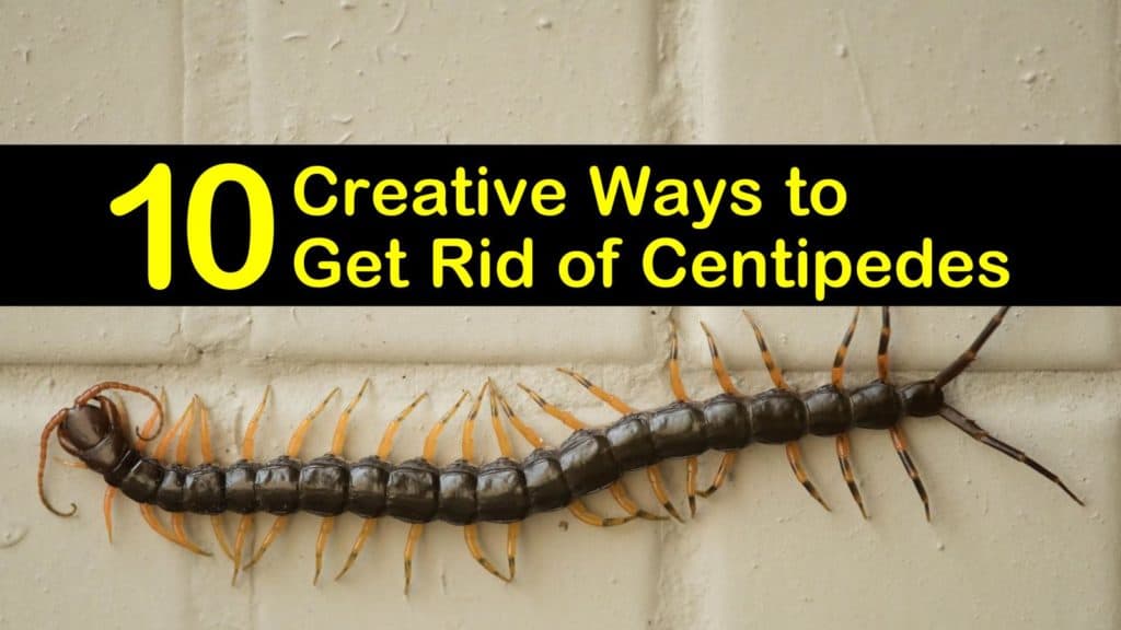 How to Get Rid of Centipedes