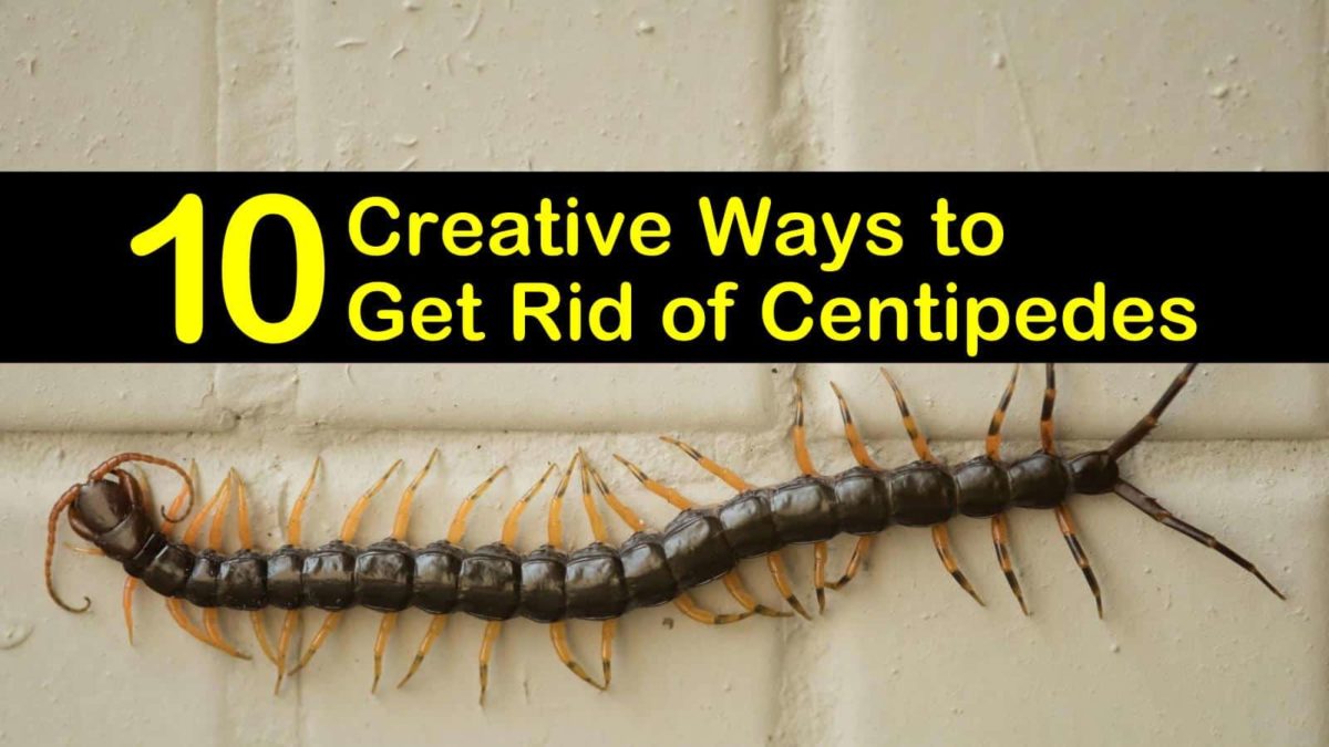 10 Creative Ways to Get Rid of Centipedes