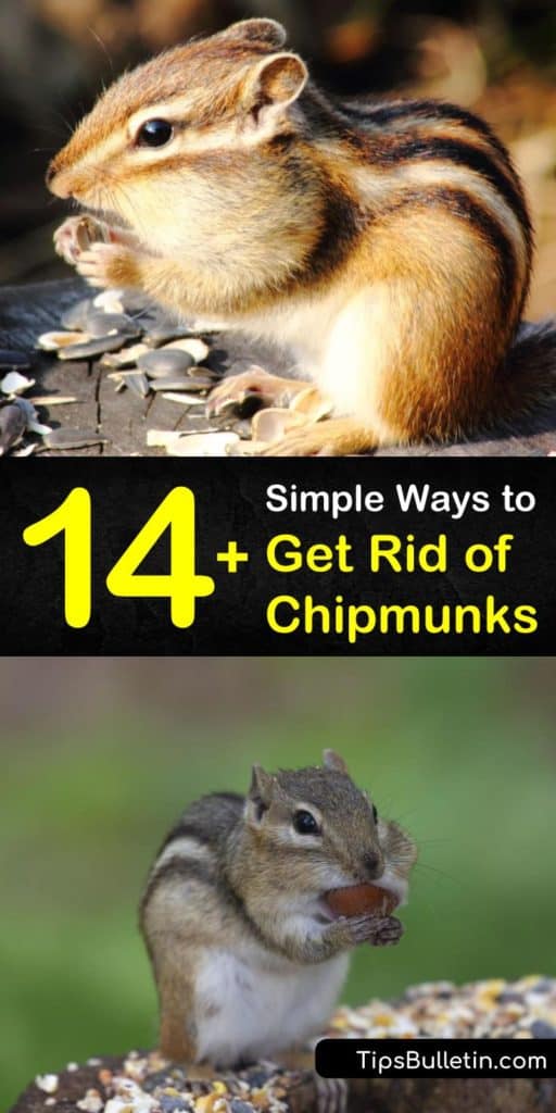 If you want to know how to get rid of chipmunks, these simple tips stop them from burrowing in your yard. Discover which smells and sounds keep chipmunks away, including mothballs, pepper, and garlic. Find out which bait works best for a live trap, like peanut butter. #rid #chipmunks #control #pest