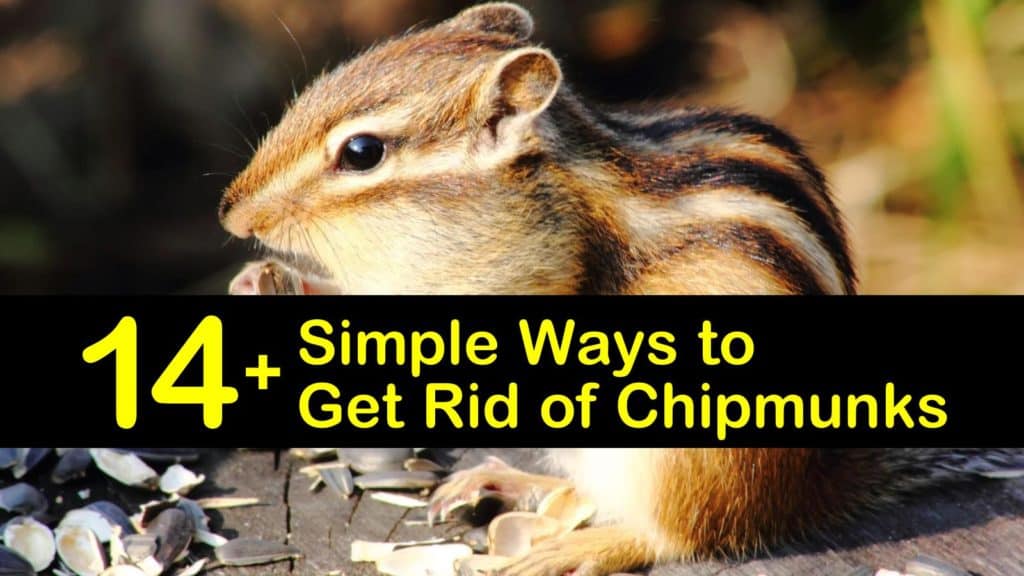 14+ Simple Ways to Get Rid of Chipmunks