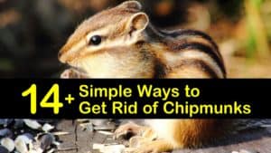 how to get rid of chipmunks titleimg1