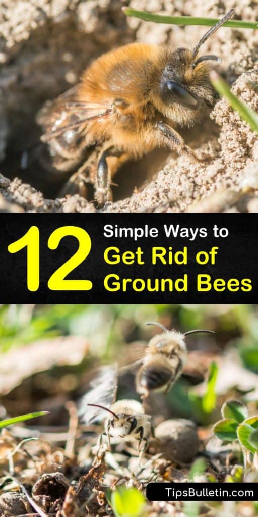 Discover how to get rid of ground bees burrowing in your lawn using simple solutions and natural pest control. Remove these pollinators from the yard by watering dry soil, and using a homemade bee deterrent with cayenne pepper and dish soap. #getridofgroundbees #killgroundbees #groundbee