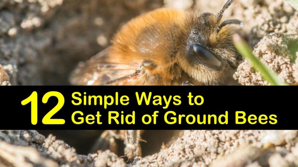 how to get rid of ground bees t1