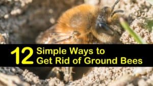 how to get rid of ground bees titleimg1