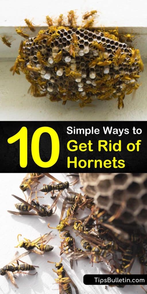 Learn how to get-rid-of-hornets and a wasp nest before they become a bigger problem in late summer. Prevent an infestation and get rid of wasps and bald faced hornets safely by wearing protective clothing and applying insecticide. #hornets #getridofhornets #hornetremoval