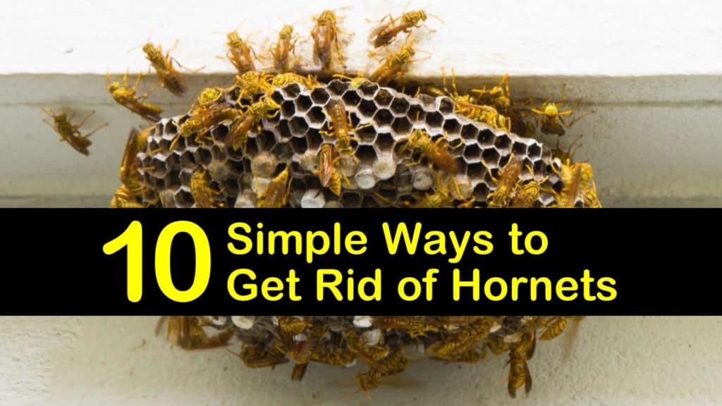 How to Get Rid of Hornets