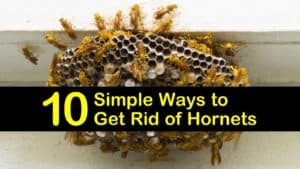 how to get rid of hornets titleimg1