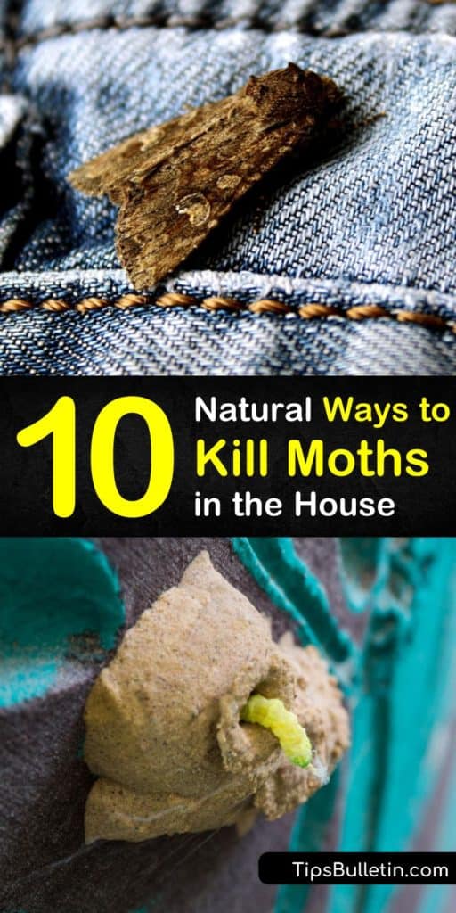 Sachets work well to deter adult moths, including pantry moths, but don’t work on moth larvae. We show you various pest control methods that control and prevent future moth infestations in the house by killing moth eggs. #moths #getridofmoths #howtokillmoths