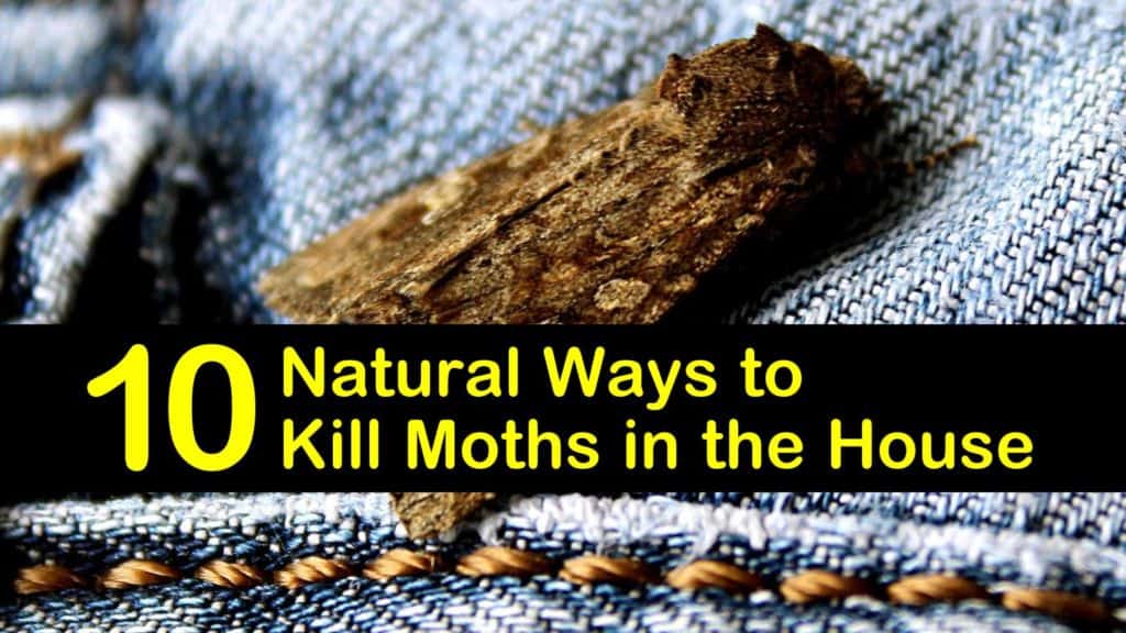 10 Natural Ways to Kill Moths in the House (2023)