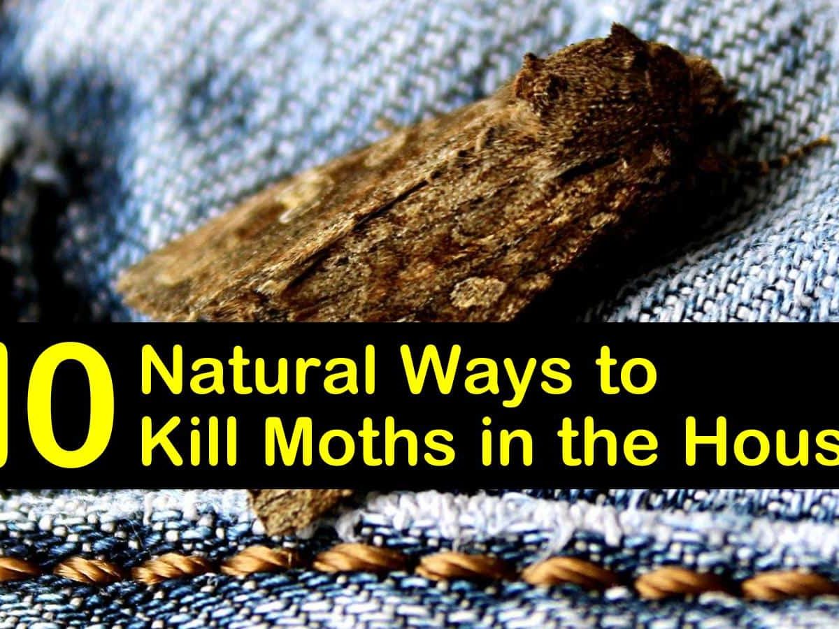 Natural Ways To Get Rid Of Moths For Good