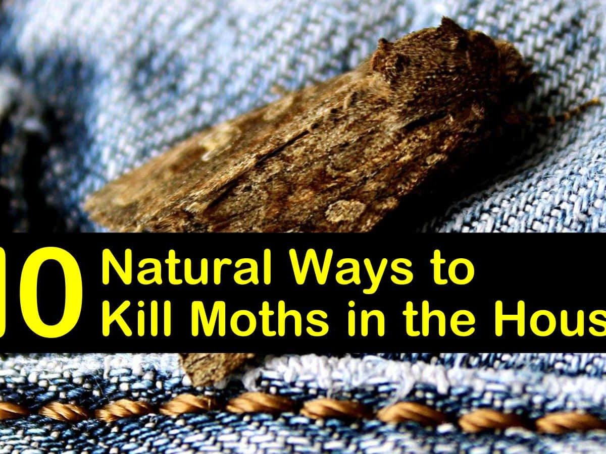 How To Get Rid Of Moths At Home – 16 Repel & Prevent Tips