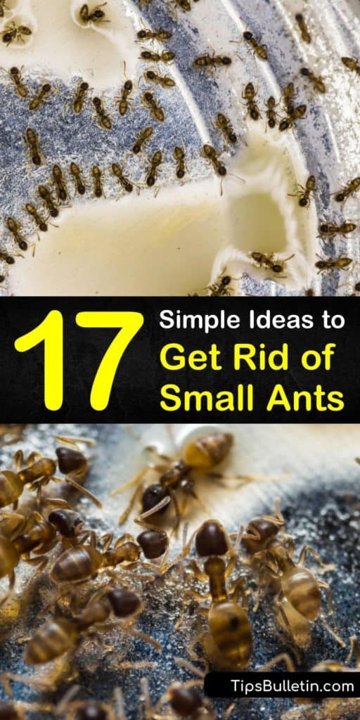 Learn how to get rid of ants and prevent an ant infestation without having to call in pest control. Eliminate sugar ants, black ants, and carpenter ants by using homemade remedies and prevent an ant problem by sealing off entry points to the home. #getridoftinyants #smallants #remedy