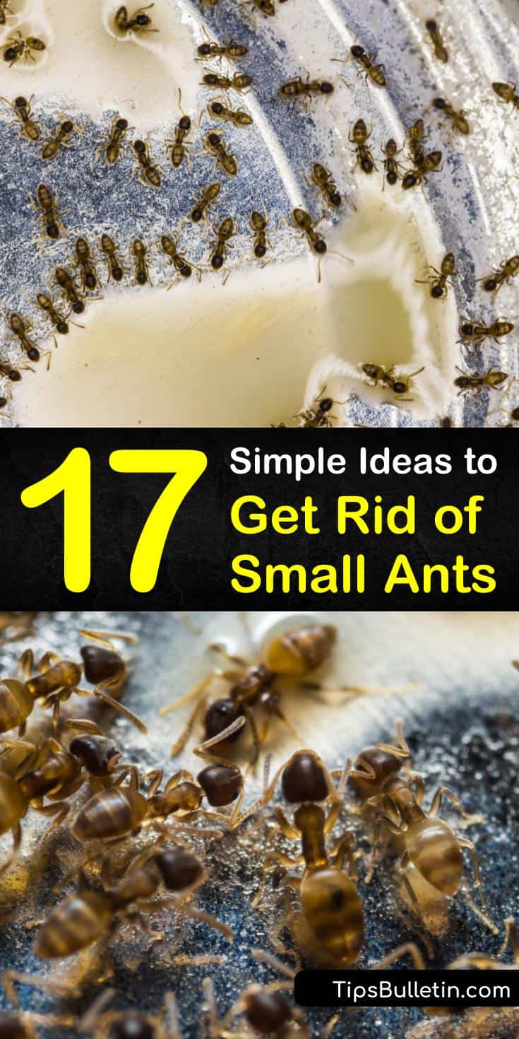how to get rid of tiny ants in my apartment