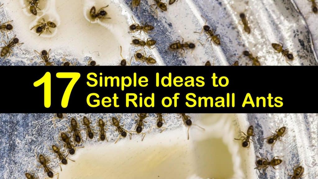 how to get rid of tiny ants titleimg1