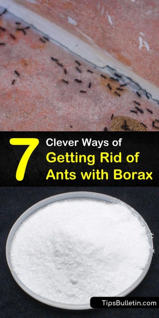 Learn how to kill ants and eliminate an ant problem using Borax, warm water, sugar, and cotton balls. Get rid of ants with Borax, peanut butter, and bread placed along ant trails to prevent an infestation. #howtokillants #killingantswithborax #borax #ants