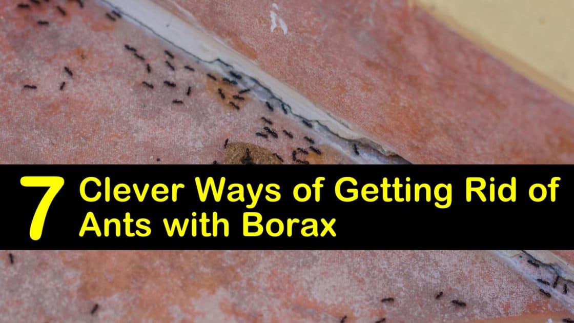 borax ants tipsbulletin sink