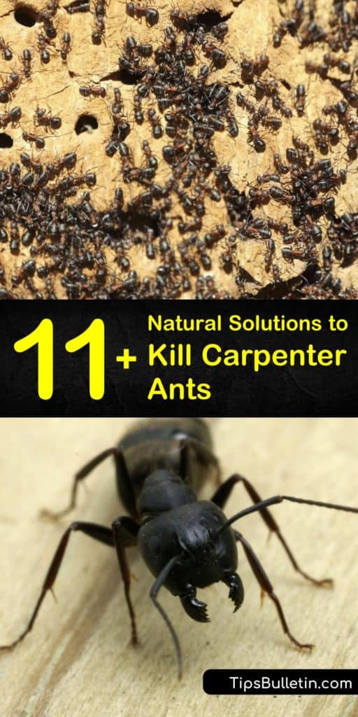 Discover how to kill carpenter ants using pest control methods like boric acid and Maxforce gel traps. Try various ant bait ingredients to attract colony members of all food preferences. Treat crevices and baseboards with vinegar to prevent a carpenter ant infestation. #kill #carpenter #ants