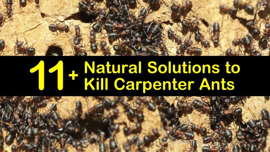 how to kill carpenter ants titleimg1