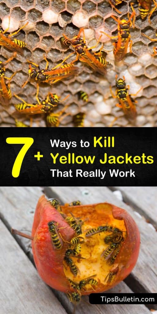 While yellow jackets are as beneficial to the environment as honeybees, they are more aggressive when defending food sources. Learn how to use pest control to remove nests in wall voids, as well as an underground nest and aerial nests. #yellowjacketkiller #killyellowjackets #yellowjacket