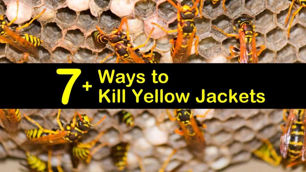 How to Kill Yellow Jackets