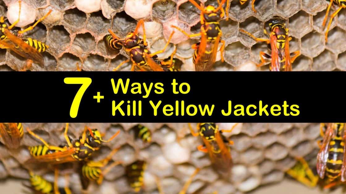 7+ Ways to Kill Yellow Jackets that Really Work