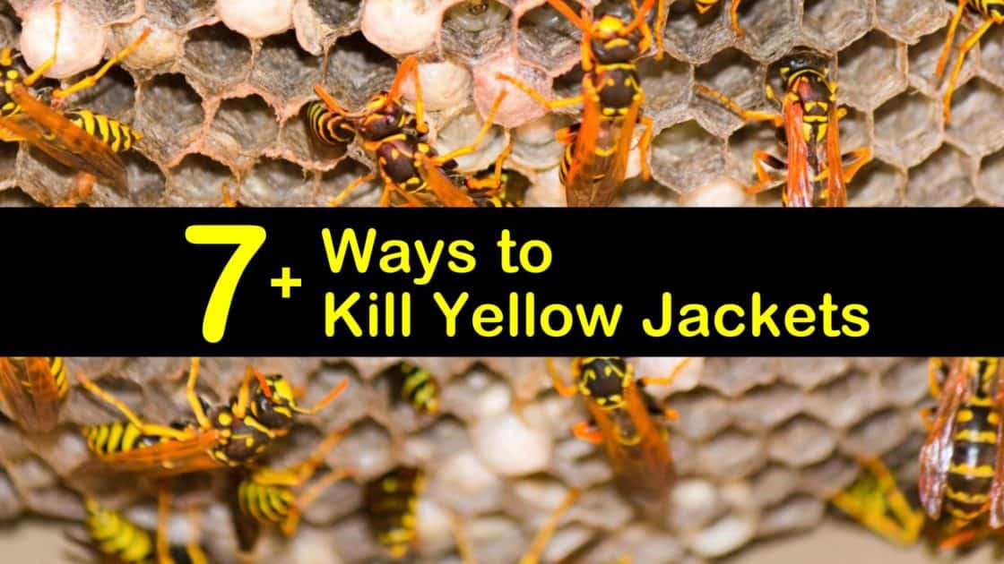 ground yellow jackets