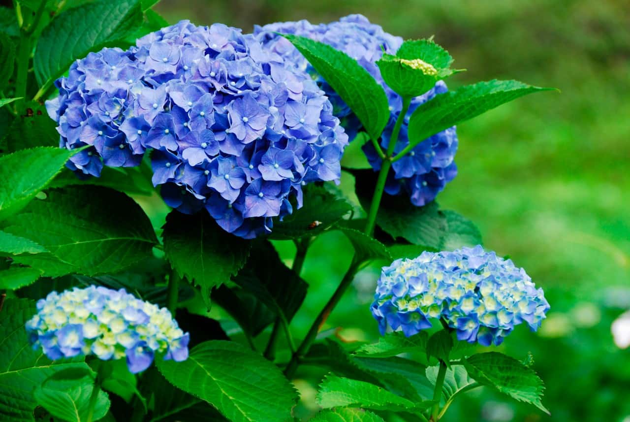 hydrangeas are fast growing, showy shrubs