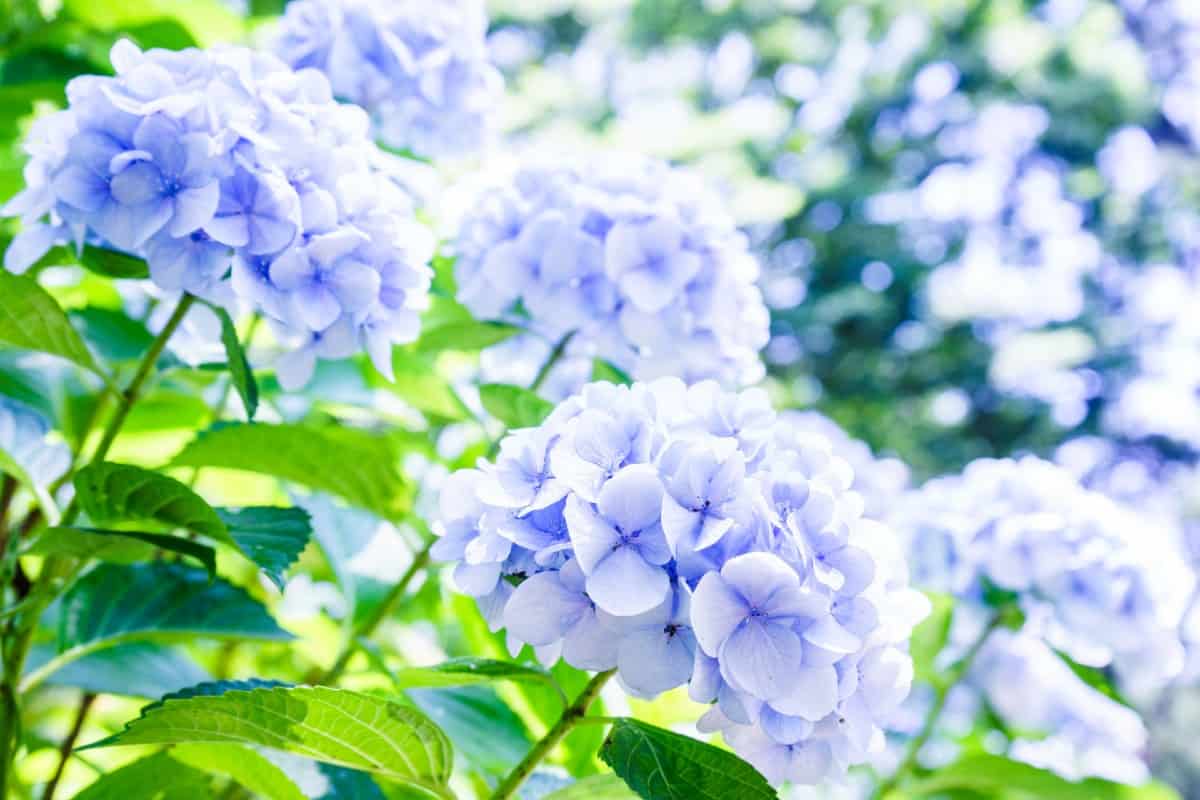 plant the easy growing hydrangea for its excellent blooms