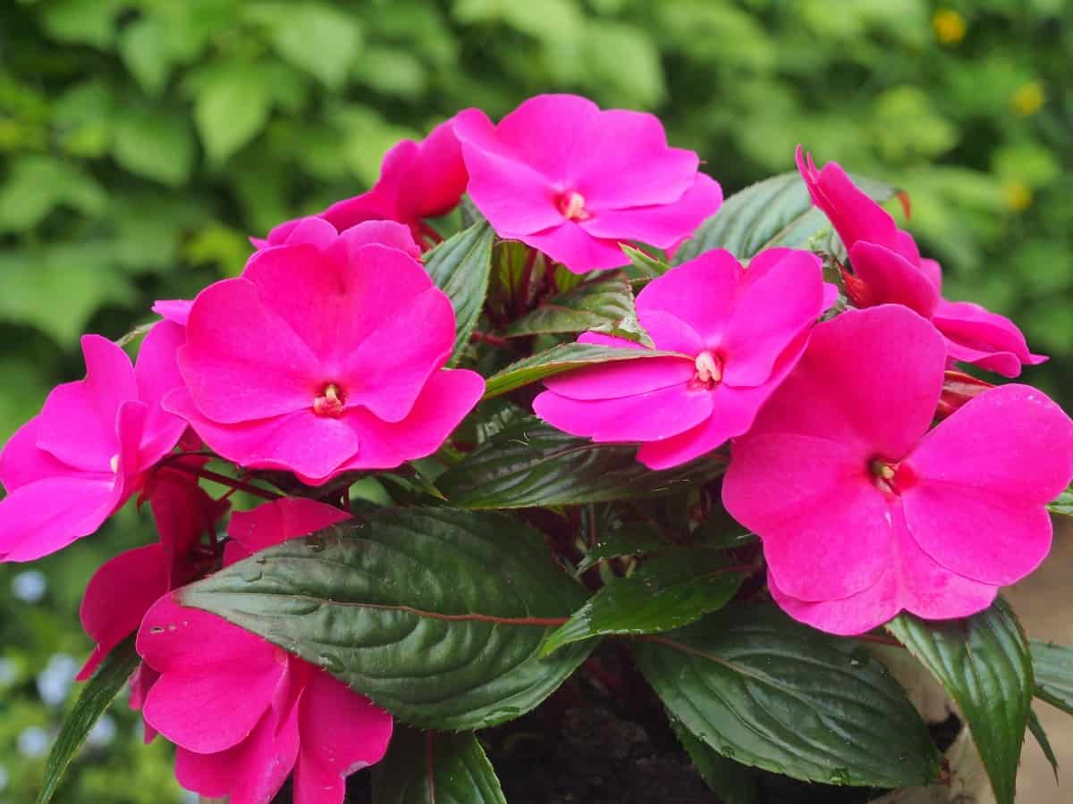 impatiens loves shade but can tolerate a little sun