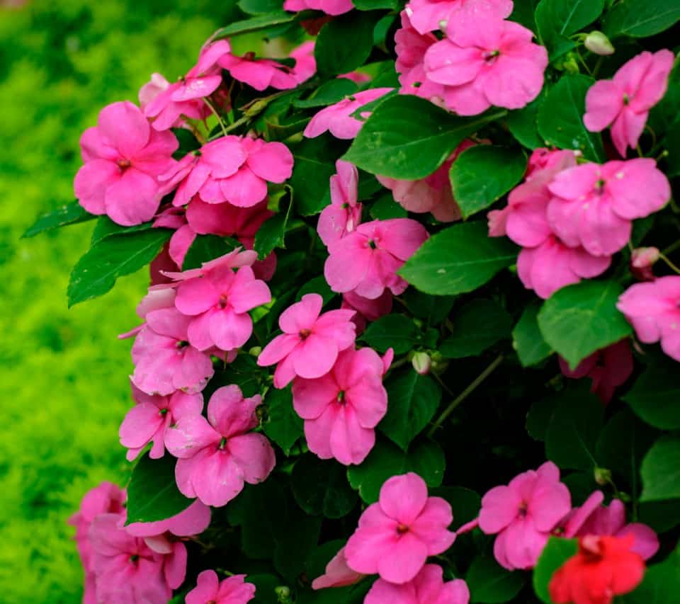 add some tropical flavor to your garden areas with impatiens