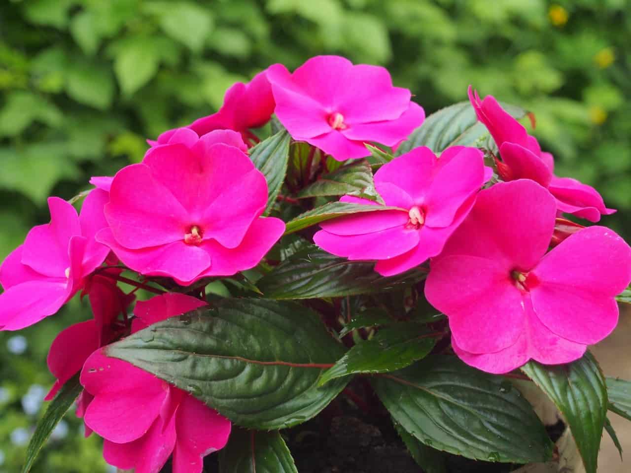 an easy to grow flower, impatiens needs shade to thrive