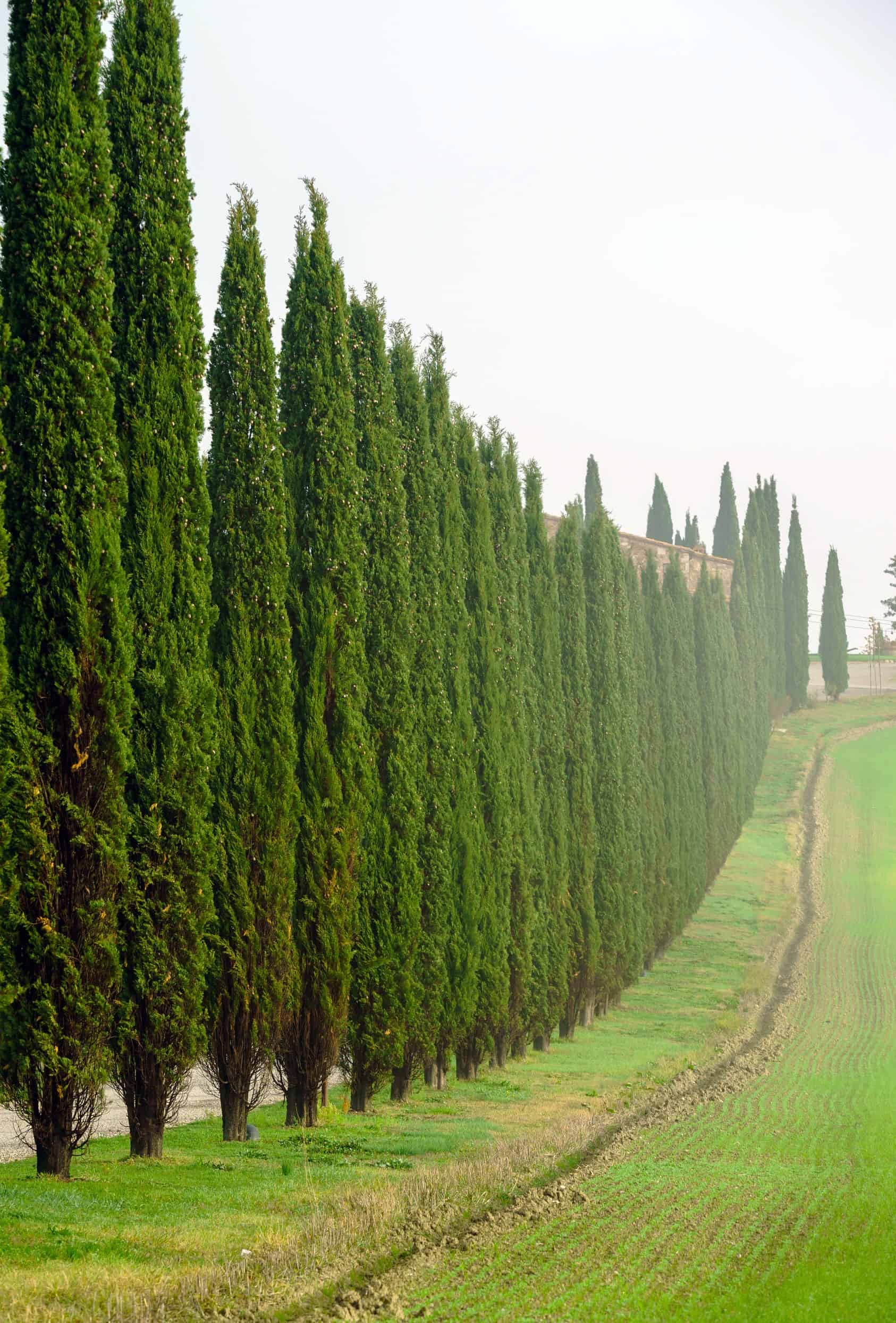 the Italian cypress has a perfectly-shaped column that is ideal for a border