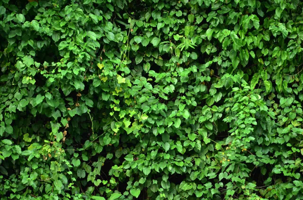 ivy creates a fast growing privacy fence easily