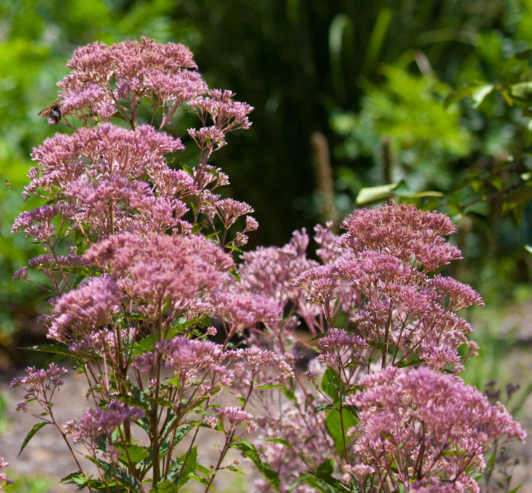 Joe-Pye weed is a popular perennial with bees and other pollinators