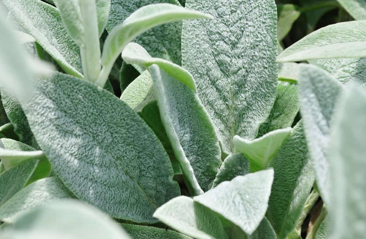 lamb's ears have a wonderful fuzzy texture on the foliage