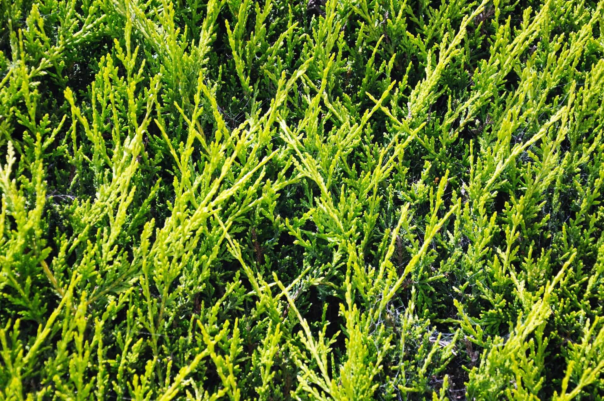 Leyland cypress is perfect for a fast-growing living fence