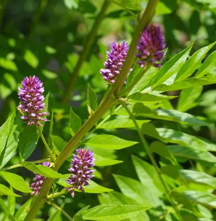 the licorice plant is drought tolerant