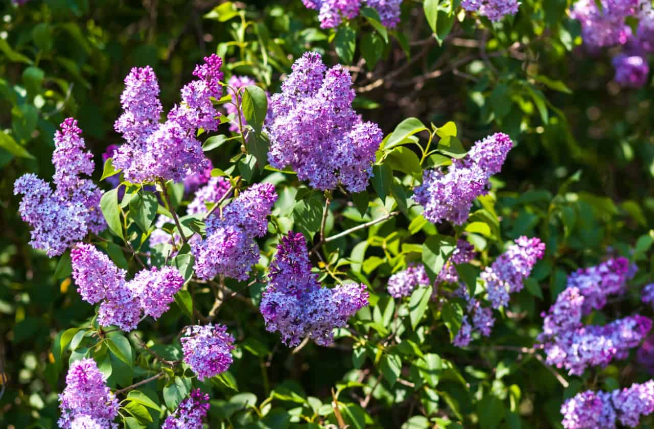 lilac shrubs attract all kinds of pollinators