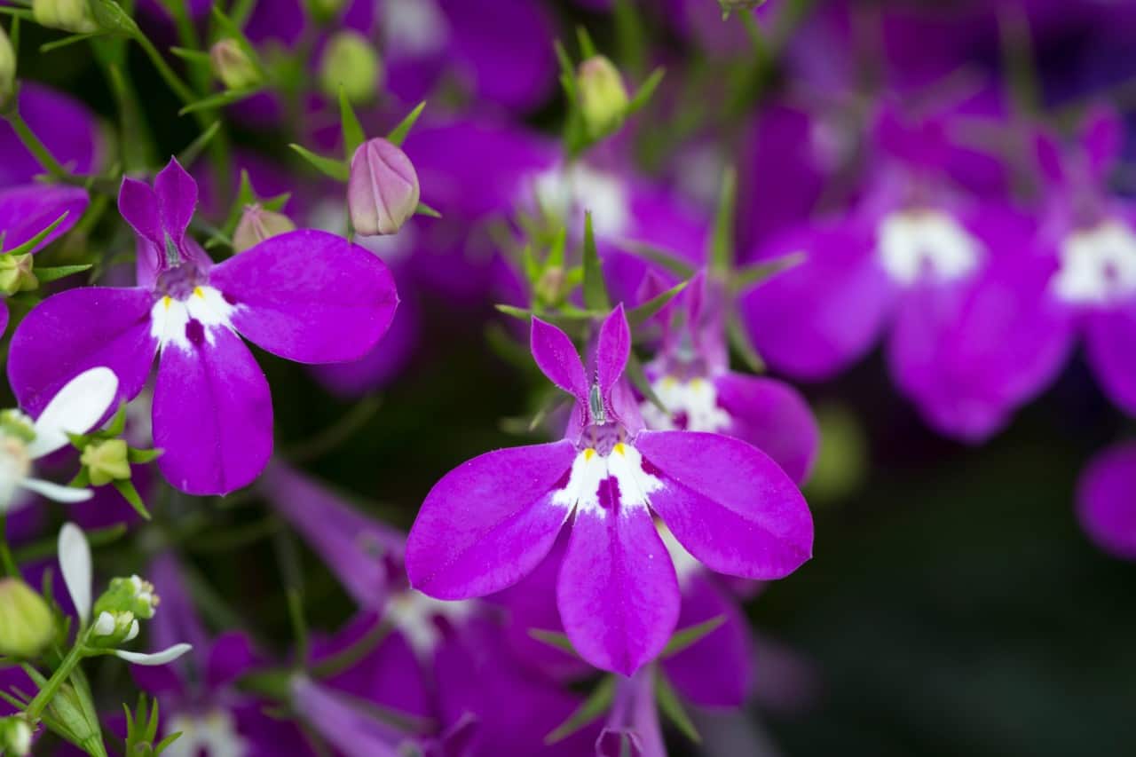 the lobelia has spiky flowers that hummingbirds love