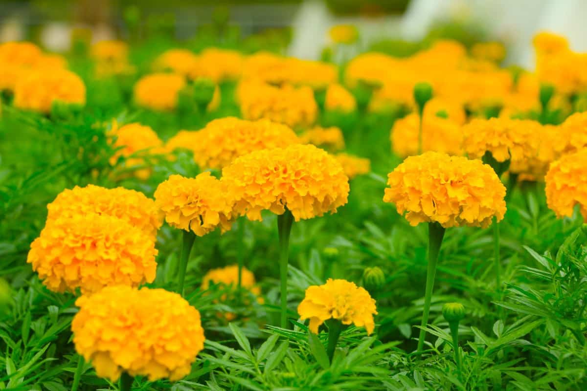 marigold is an easy to grow annual that is also deer-resistant