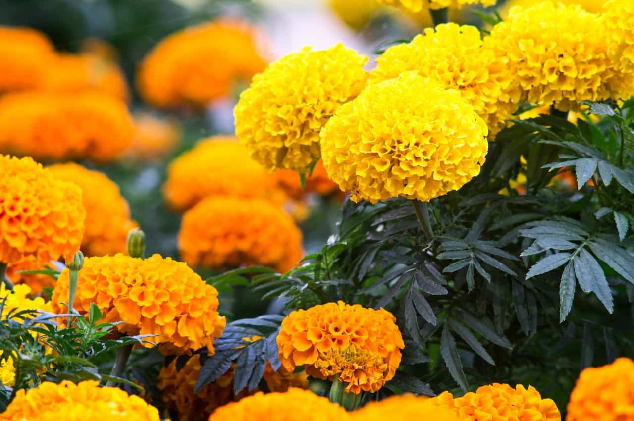 grow marigolds if you want a low-maintenance show-stopping plant